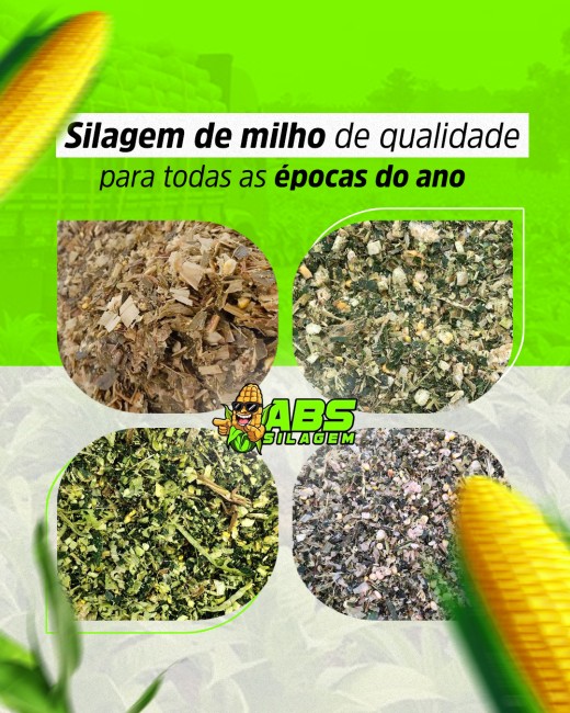Silagem de milho de qualidade para todas as épocas do ano