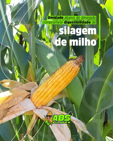 Umidade abaixo do desejado compromete digestibilidade da silagem de milho