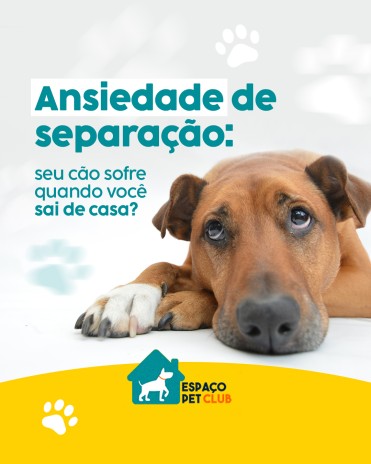 Ansiedade de separação: seu cão sofre quando você sai de casa?