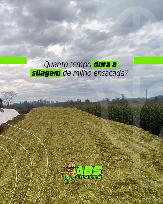 Quanto tempo dura a silagem de milho ensacada?
