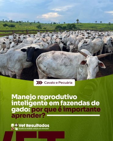 Manejo reprodutivo inteligente em fazendas de gado: por que é importante aprender?