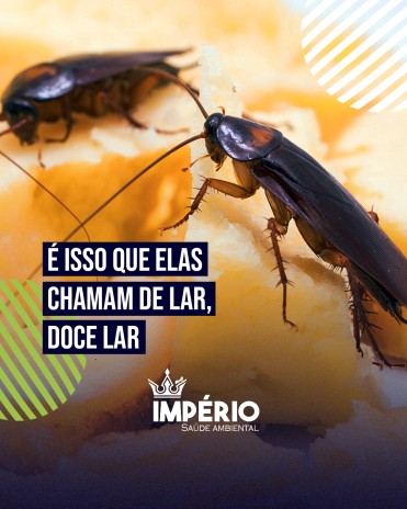 Esse é o ideal que elas alimentam de lar, doce lar