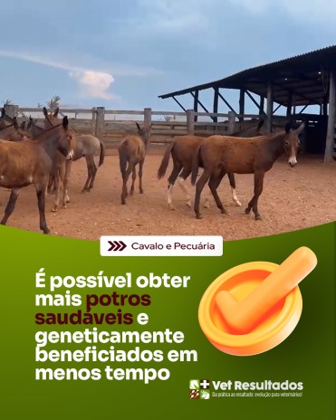 É possível obter mais potros saudáveis e geneticamente beneficiados em menos tempo