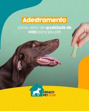 Adestramento como vetor de qualidade de vida para seu pet
