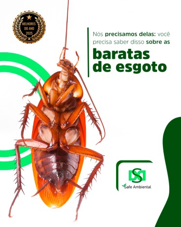 Nós precisamos delas: você precisa saber disso sobre as baratas de esgoto