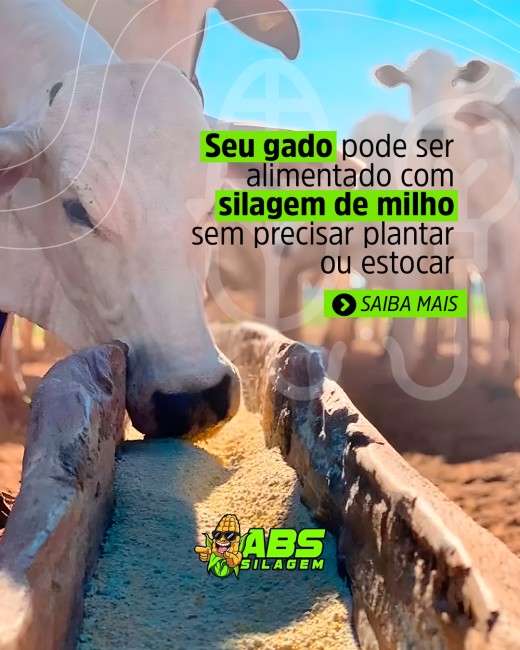 Seu gado pode ser alimentado com silagem de milho sem precisar plantar ou estocar