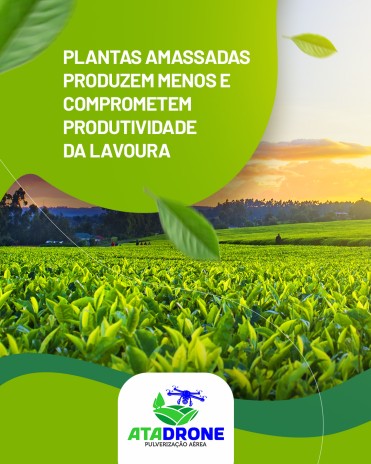 Plantas amassadas produzem menos e comprometem produtividade da lavoura