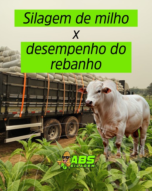 Silagem de milho x desempenho do rebanho