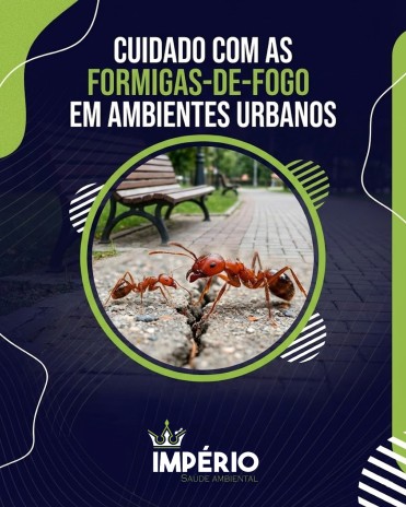 Cuidado com as formigas-de-fogo em ambientes urbanos