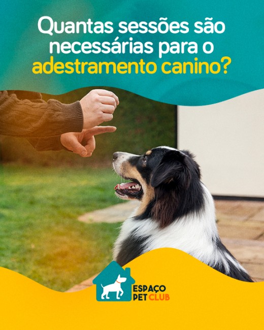 Quantas sessões são necessárias para o adestramento canino?