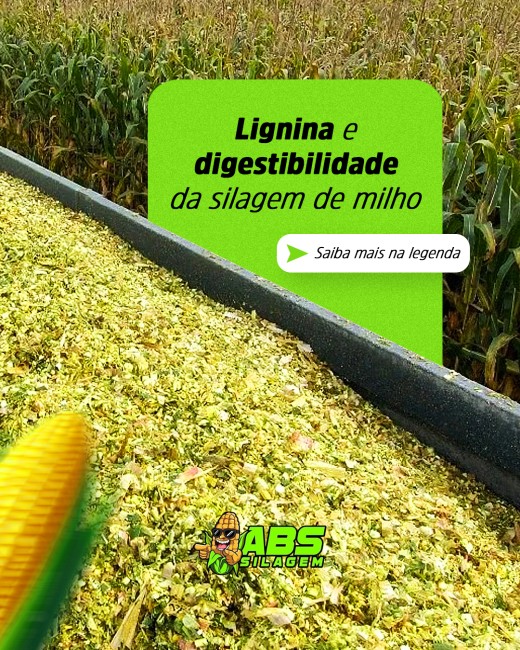 Lignina e digestibilidade da silagem de milho
