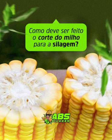 Como deve ser feito o corte do milho para a silagem?