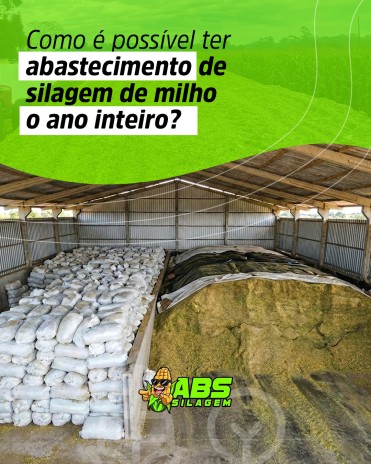 Como é possível ter abastecimento de silagem de milho o ano inteiro?
