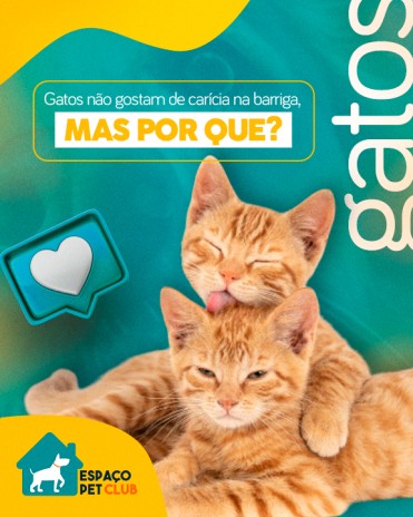 Gatos não gostam de carícia na barriga, mas por que?