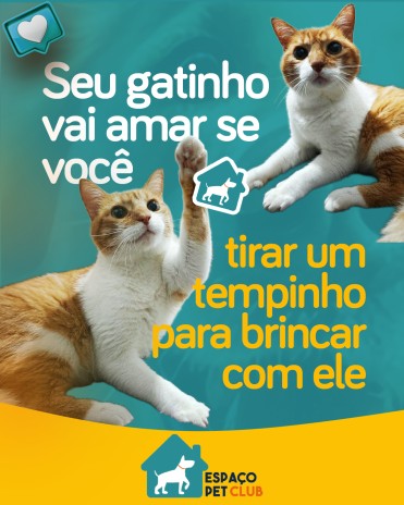 Seu gatinho vai amar se você tirar um tempinho para brincar com ele