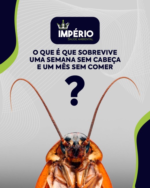 O que é que sobrevive uma semana sem cabeça e um mês sem comer?