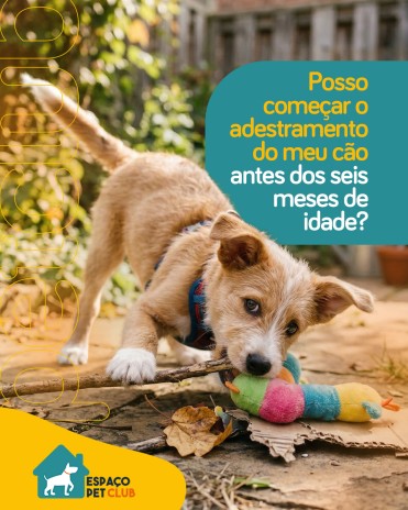 Posso começar o adestramento do meu cão antes dos seis meses de idade?
