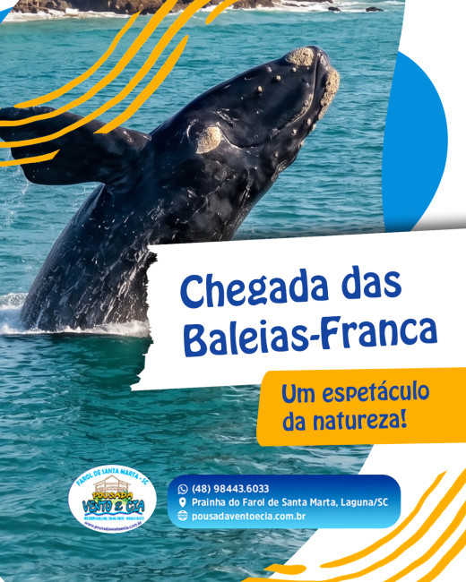 Chegada das Baleias-Franca — um espetáculo da natureza!